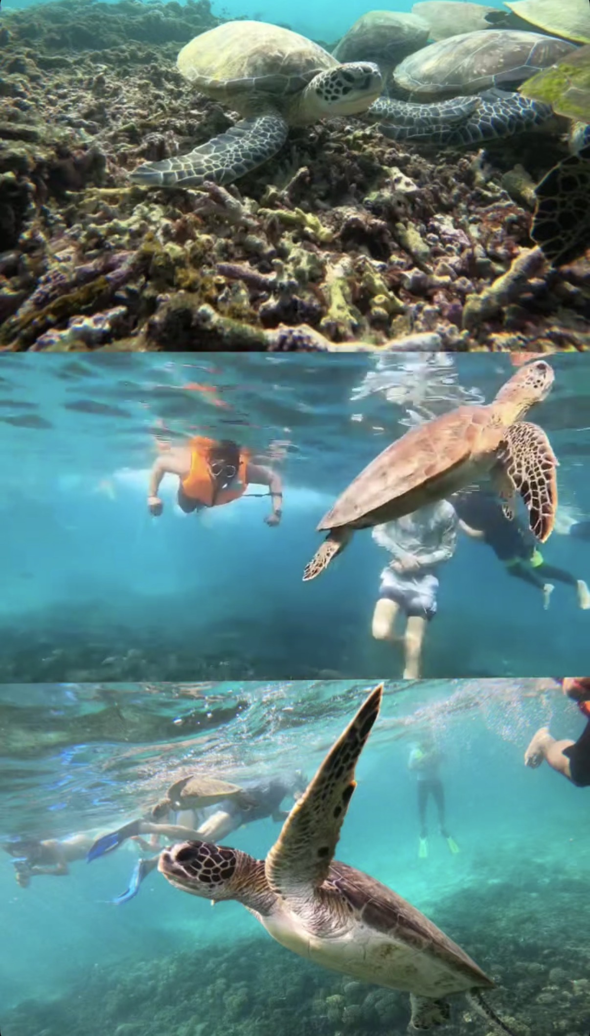 Sea turtles swimming through bright blue water